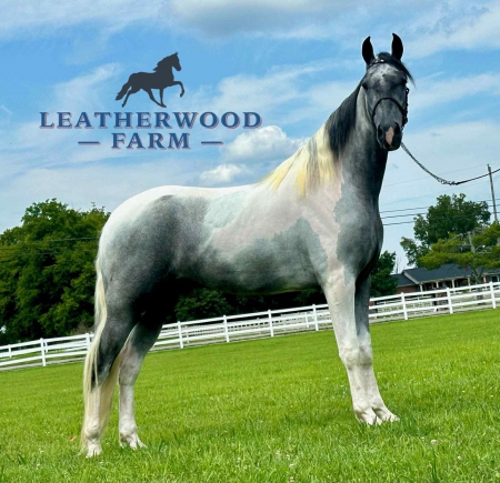 FROST, Spotted Saddle Gelding for sale in Tennessee