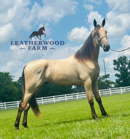 RANGER, Tennessee Walking Horses Gelding for sale in Tennessee