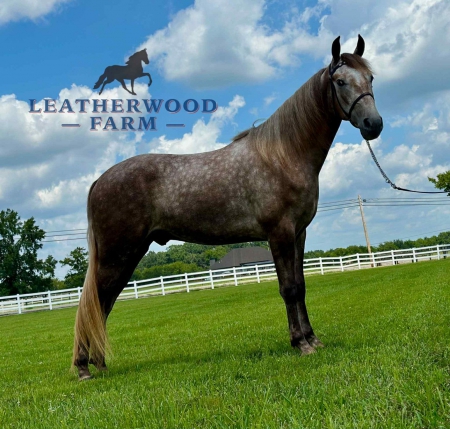 WAYLON, Tennessee Walking Horses Gelding for sale in Tennessee