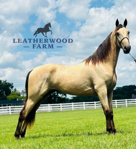 WALKER, Tennessee Walking Horses Gelding for sale in Tennessee