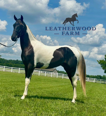 SNOOP, Spotted Saddle Stallion for sale in Tennessee