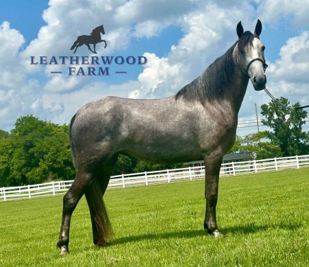 DELINA, Tennessee Walking Horses Mare for sale in Tennessee