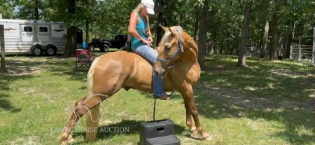 TANGO, Tennessee Walking Horses Gelding for sale in Missouri