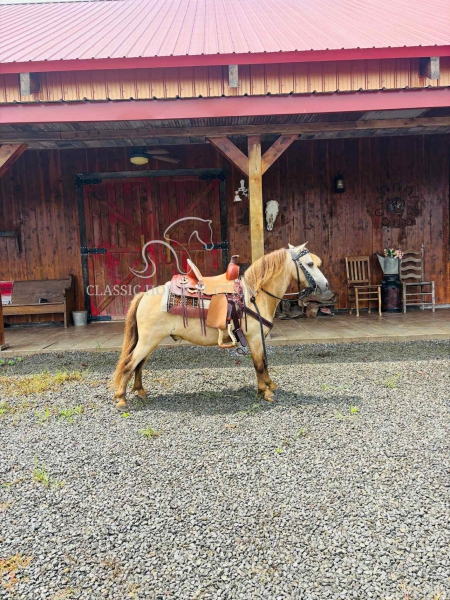 COWBOY, Ponies Gelding for sale in Kentucky