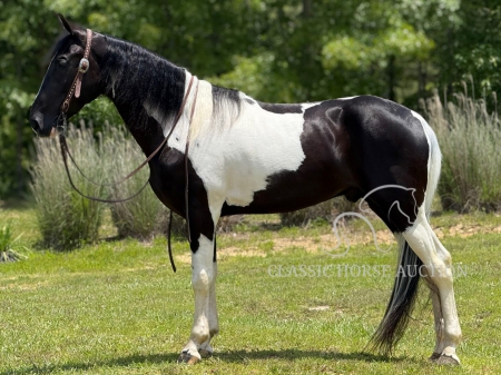 MAJIC, Spotted Saddle Gelding for sale in Kentucky