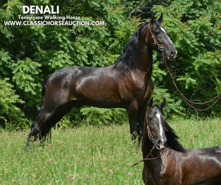 DENALI, Tennessee Walking Horses Gelding for sale in Kentucky
