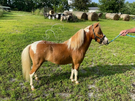 SUNSHINE man, Ponies Stallion for sale in Tennessee