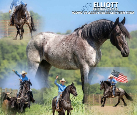 ELLIOTT, Draft Gelding for sale in Kentucky