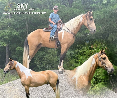 SKY, Kentucky Mountain Saddle Horse Gelding for sale in Kentucky