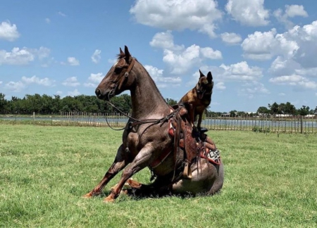 Alibaba, American Quarter Horse Gelding for sale in Kentucky