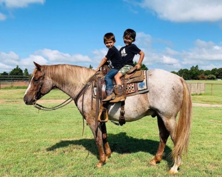 Andy, American Quarter Horse Gelding for sale in Kentucky