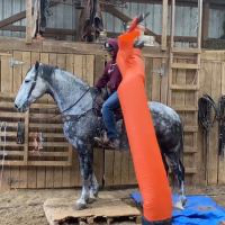 Anita, Draft Cross Mare for sale in Kentucky