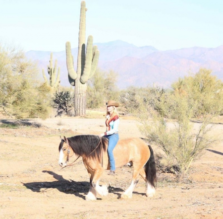 April, Gypsy Vanner Gelding for sale in Kentucky