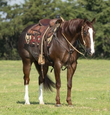 Arrow, American Quarter Horse Gelding for sale in Kentucky