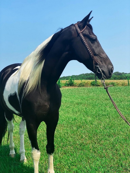 Bandera, Spotted Saddle Gelding for sale in Kentucky