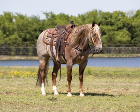 Avenger, American Quarter Horse Gelding for sale in Kentucky