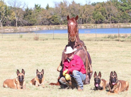 Bandit, American Quarter Horse Gelding for sale in Kentucky