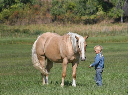 Bashiru, Palomino Gelding for sale in Kentucky