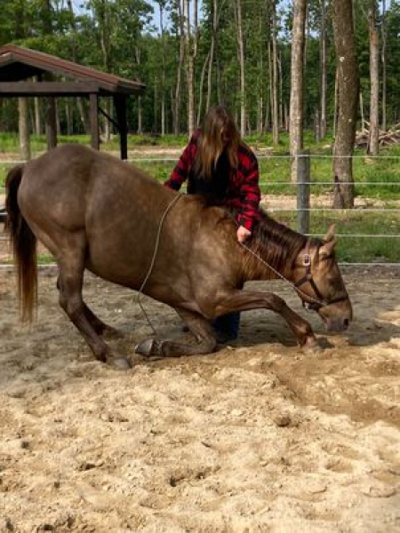 Banjo, Rocky Mountain Gelding for sale in Kentucky