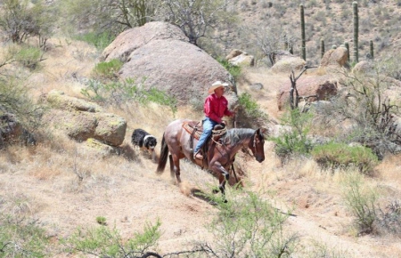 Baylee, American Quarter Horse Gelding for sale in Kentucky