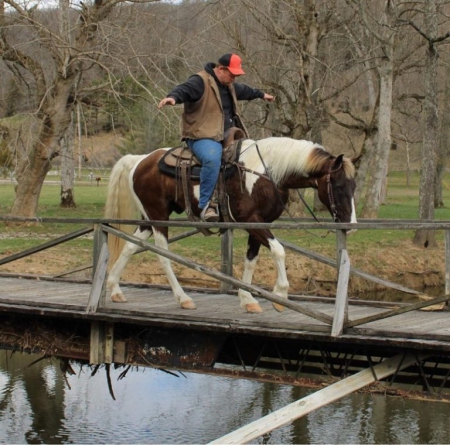 Beauregard, Spotted Saddle Gelding for sale in Kentucky