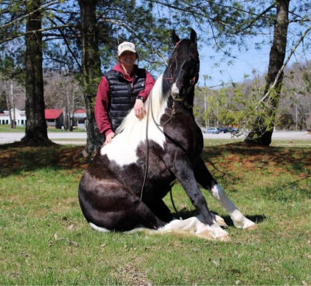 Blaze, Spotted Saddle Gelding for sale in Kentucky