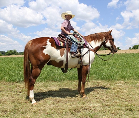 Paint Horse Sorrel Overo Gelding 15 Hands (Bruce Lee), American Paint Horse Association Gelding for sale in Kentucky