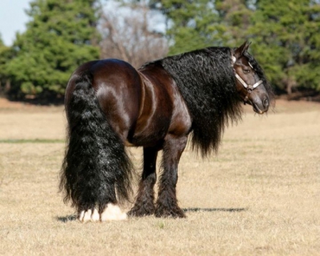 Calypso, Gypsy Vanner Gelding for sale in Kentucky