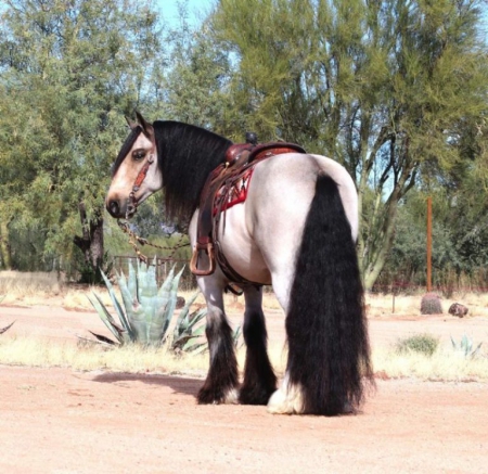 Carson, Gypsy Vanner Gelding for sale in Kentucky