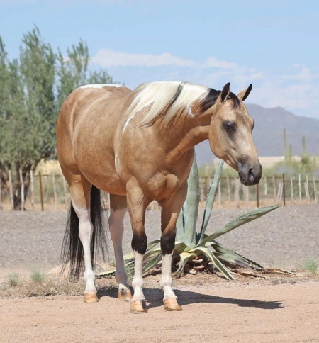 Paint Horse Buckskin Tobiano Gelding 14.3 Hands ( Casanova ), American Paint Horse Association Gelding for sale in Indiana