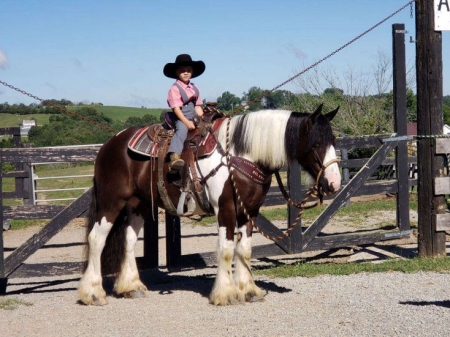 Gypsy Vanner Horse Black Overo Gelding 15 Hands (Colabo), Gypsy Vanner Gelding for sale in Tennessee