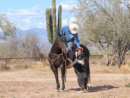 Quarter Horse Black Gelding 15.1 Hands (Copper), American Quarter Horse Gelding for sale in Illinois