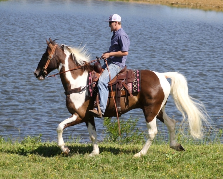 Tennessee Walking Horse Chocolate Tobiano Gelding 15.1 Hands (Cougar), Tennessee Walking Horses Gelding for sale in Tennessee