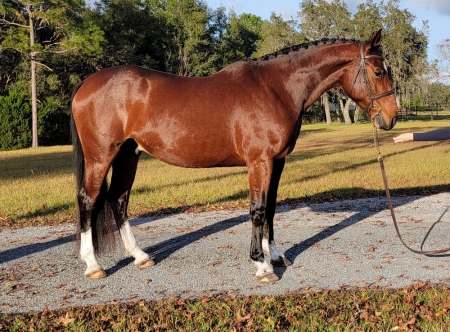 Warmblood Horse Bay Gelding 16.2 Hands (Cruz), Warmbloods (All) Gelding for sale in Illinois