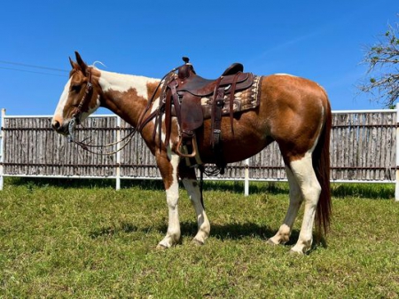 Paint Horse Chestnut Tobiano Mare 14.1 Hands (Cynthia), American Paint Horse Association Mare for sale in Tennessee