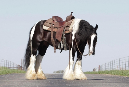 Gypsy Vanner Horse Black and White Mare 14 Hands (Diamond), Gypsy Vanner Mare for sale in Ohio
