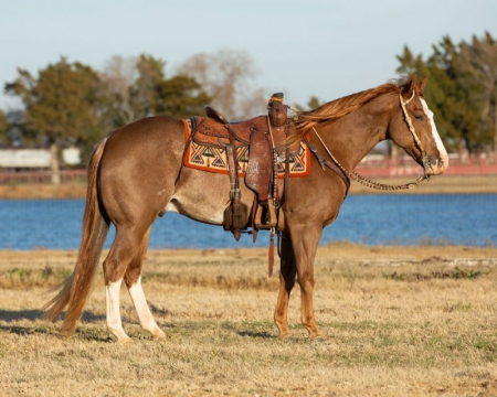 Quarter Horse Sorrel Gelding 15 Hands (Disco), American Quarter Horse Gelding for sale in Tennessee