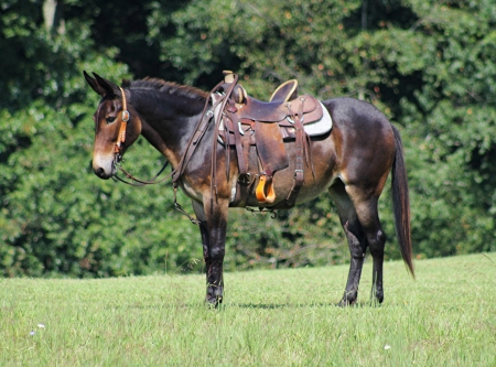Mule Horse Bay Mare 15 Hands (Diva), Mule Mare for sale in Tennessee