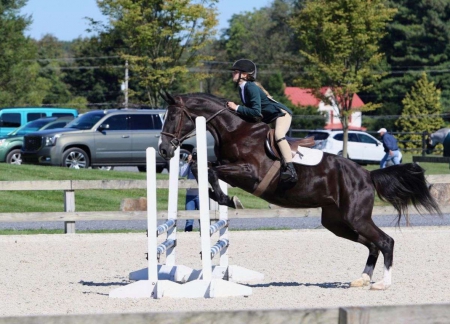 Dutch Warmblood Horse Black Mare 16 Hands (Dorian), Dutch Warmblood Mare for sale in Tennessee