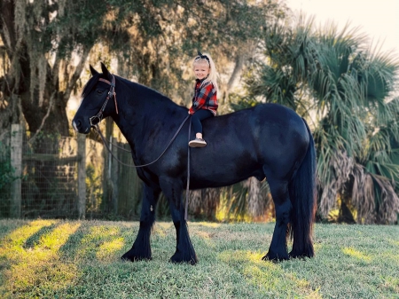 Gypsy Vanner Black Gelding 14.1 Hands (Eclipse), Gypsy Vanner Gelding for sale in Kentucky