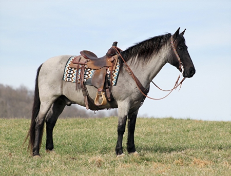 Missouri Fox Trotter Horse Blue Roan Gelding 15.1 Hands (Eresen), Missouri Fox Trotting Horse Gelding for sale in Georgia
