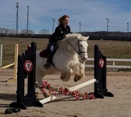 Gypsy Vanner Horse Cremello Mare 15 Hands (Elsie), Gypsy Vanner Mare for sale in Tennessee