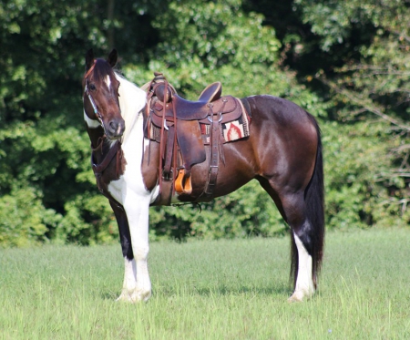 Draft Cross Horse Bay Tobiano Mare 16 Hands (Fiona), Draft Cross Mare for sale in Missouri