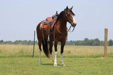 Tennessee Walking Horse Bay Mare 15.1 Hands (Genie), Tennessee Walking Horses Mare for sale in Kentucky