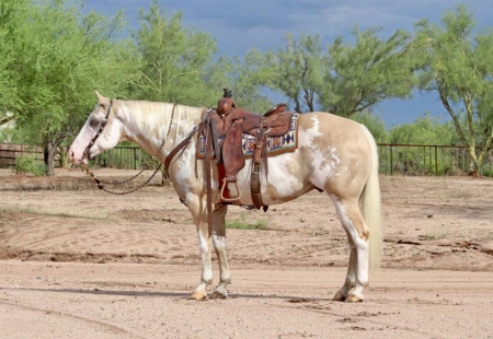 Paint Horse Tobiano Gelding 15 Hands (Ginger), American Paint Horse Association Gelding for sale in Kentucky
