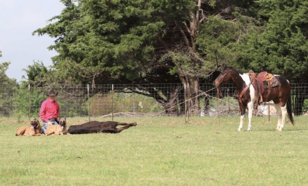 Paint Horse Tobiano Gelding 15 Hands (Goldie), American Paint Horse Association Gelding for sale in Kentucky