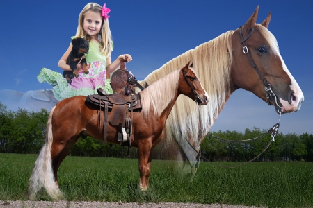 Tennessee Walking Gelding (TWHBEA) For Sale | Thehorsebay.com | Gaited/Trail/Trick , Tennessee Walking Horses Gelding for sale in Kentucky