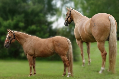 Palomino AQHA Gelding For Sale | Thehorsebay.com | Ranch/Trail/Western Pleasure, American Quarter Horse Gelding for sale in Florida