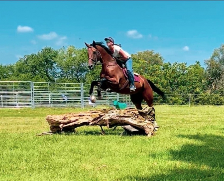 Warmblood Horse Bay Gelding 16.3 Hands (Hildi), Warmbloods (All) Gelding for sale in Kentucky