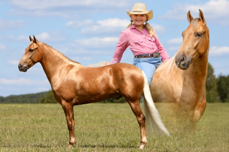 Palomino Kentucky Mountain Gelding For Sale | Thehorsebay.com | Gaited/Driving/Youth, Kentucky Mountain Saddle Horse Gelding for sale in Kentucky